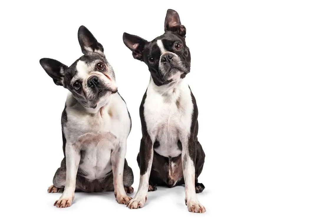 Two Boston terrier dogs sitting side by side on a white background
