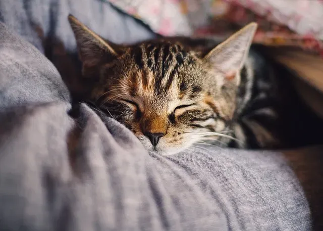 cat, pet, feline