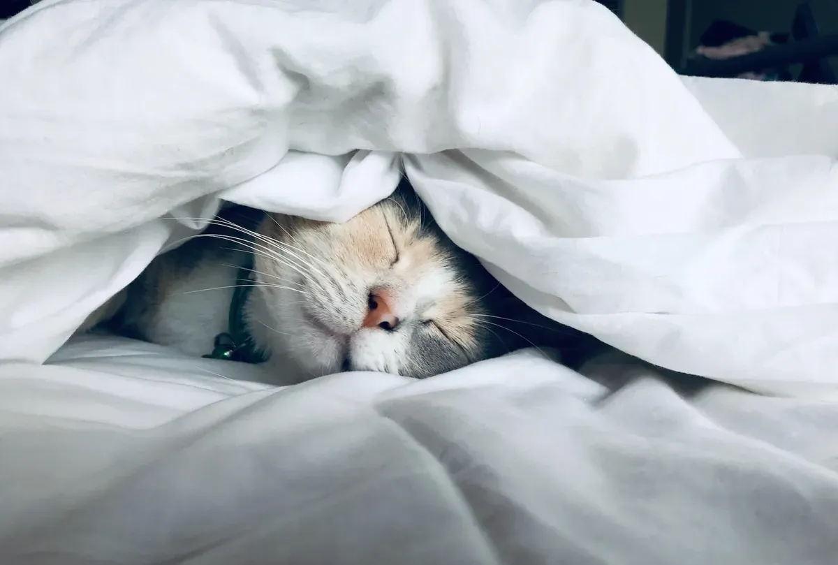 Cat curled up sleeping under white blankets
