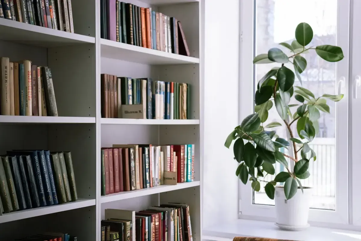 Bookshelf beside a potted plant near a window