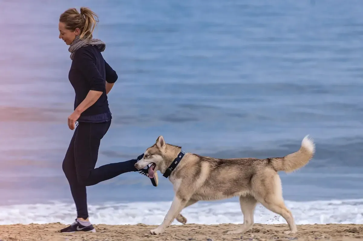Woman jogging on a beach with a husky dog