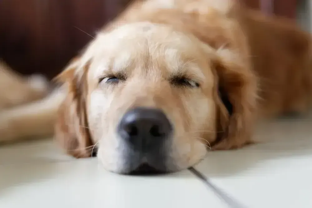 Golden retriever dozing on the floor with eyes closed