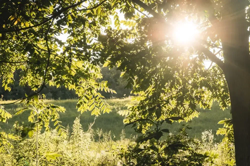 Sunlight filtering through green tree leaves in a meadow