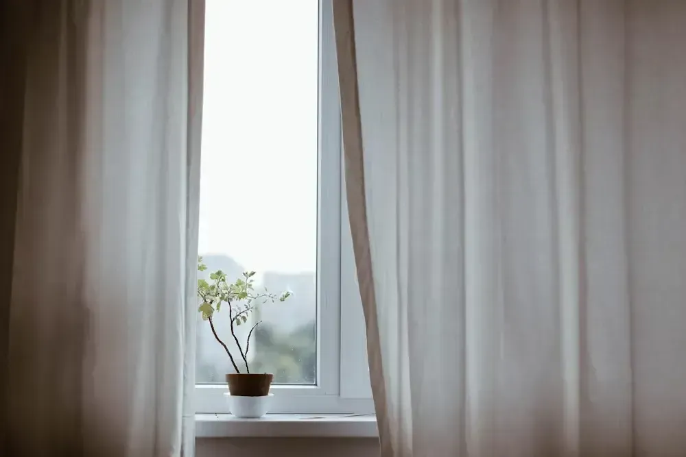 Potted plant on a windowsill framed by sheer curtains