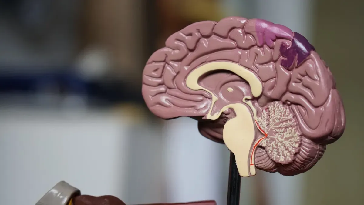 Cross-section model of a human brain with a highlighted region