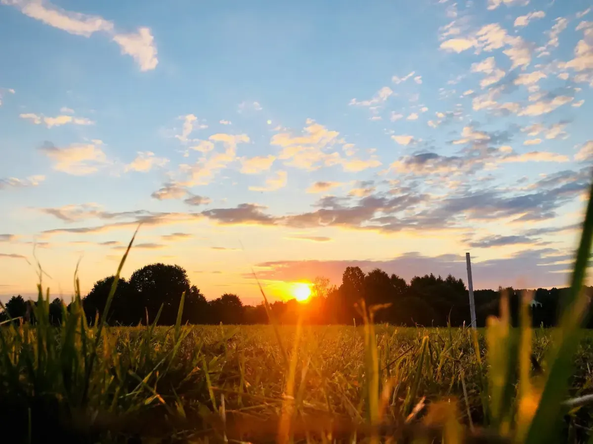 sun rising over a grassy field at dawn