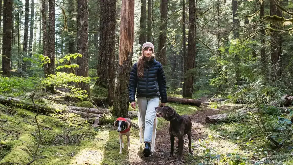 woman walking two dogs through a sunlit forest trail