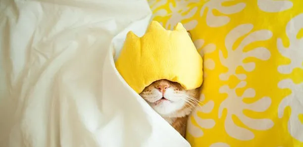 Enough sleep 