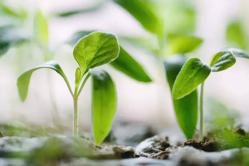 It's All In The Mind: Growth Mindset Vs. Fixed Mindset